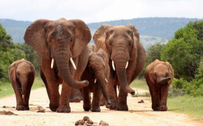 Ndzalama Game Reserve